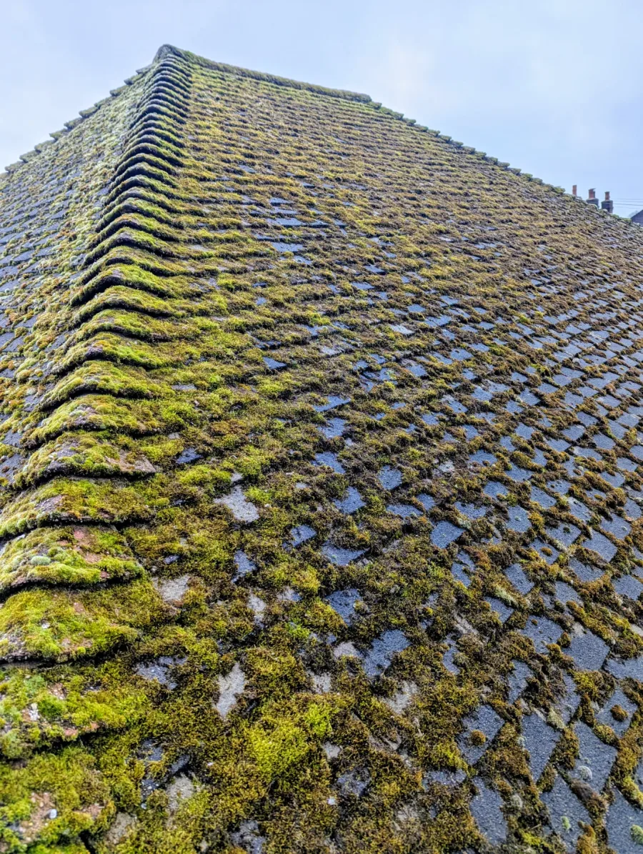 A tiled roof with heavy moss growth before cleaning